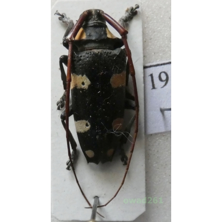 Cereopsius luctor (Newman, 1842) female Philippines 22mm19